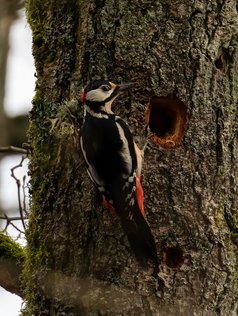 Stor Flagspætte, flagspætter, spætte,  Dendrocopos major, great spotted woodpecker, naturfotograf.