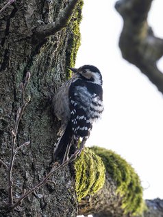 Lille Flagspætte, lille flagspætter, naturfotograf,  Dryobates minor,  Lesser Spotted Woodpecker.