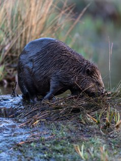 Bæver, bæveren, gnaver, naturfotograf, vandløb, beaver, European beaver, Castor fiber, Pattedyr.