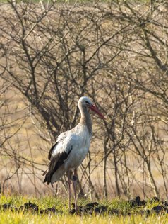 Stork, storken, storkene, hvid stork, Ciconia ciconia. White Stork,  naturfotograf, 