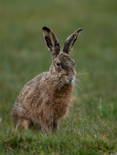 Hare, haren, gnaver, pattedyr, naturfotograf, Lepus europaeus, Brown hare, European hare.