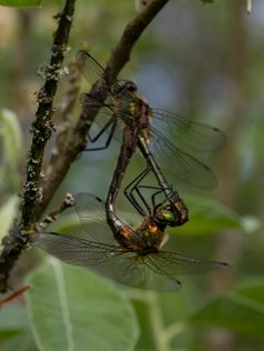 Grøn smaragdlibel, libel, libeller, guldsmede, naturfotograf, Cordulia aenea, Green hawker..