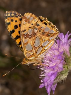 Storplettet Perlemorssommerfugl, Issoria lathonia, sommerfugl, sommerfugle, insekter, naturfotograf, Queen of Spain Fritillar