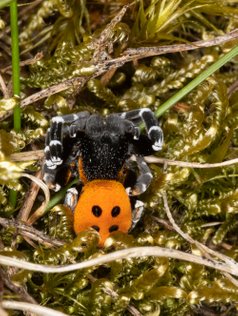 Mariehøneedderkop, edderkop, edderkopper, insekter, naturfotograf, Ladybird Spider, Eresus sandaliatus. Rørkartespindere.