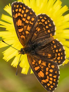 Brun Pletvinge, sommerfugl, sommerfugle, insekter, nektar, Melitaea athalia, Heath Fritillary, naturfotograf, macro.