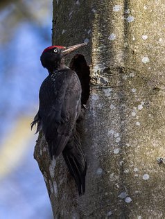 Sortspætte, Black Woodpecker naturfotogafering.