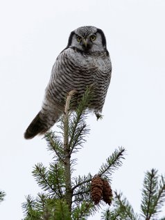 Høgeugle, northern hawk owl , naturfotografering